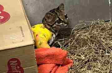  Após longo tratamento, gato-maracajá atropelado é devolvido à natureza no Oeste do Paraná